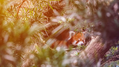 Red panda in nature background