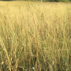 Full frame shot of grass