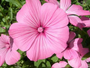 Close-up of pink flowers blooming outdoors