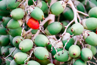 Close-up of fruits growing on tree