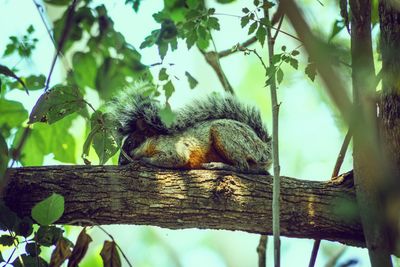 Low angle view of squirrel on tree