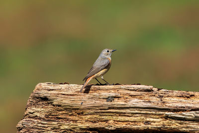 Bird perching on a wood