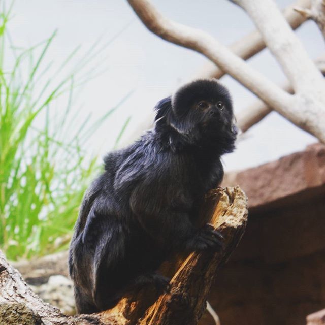 animal themes, one animal, animals in the wild, wildlife, focus on foreground, monkey, branch, close-up, sitting, tree, mammal, bird, wood - material, black color, primate, perching, day, outdoors, nature, selective focus