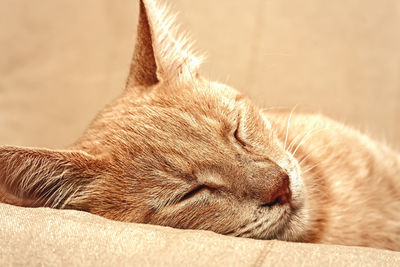 Close-up of cat sleeping