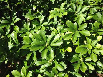 Close-up of fresh green plants