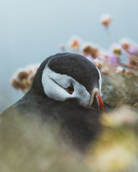 Close-up of bird looking away