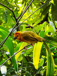 Bird perching on a plant