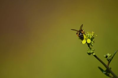 Close-up of bee pollinating flower