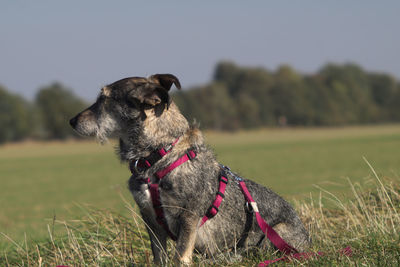 Dog looking away on field