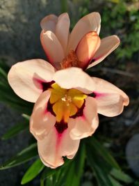 Close-up of frangipani blooming outdoors