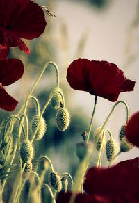 Close-up of red poppy flowers against blurred background