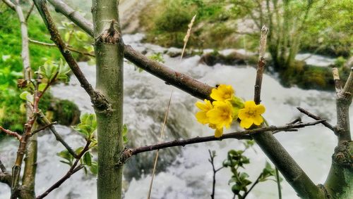 Close up of yellow flowers