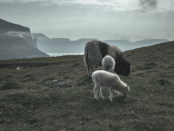 Sheep grazing on field against sky