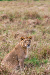 Portrait of cat on field