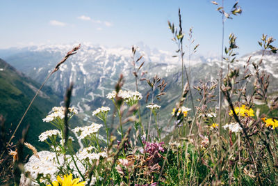 Close-up of flowering plants on land against sky