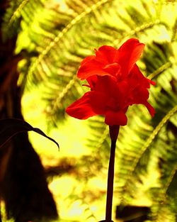 Close-up of red flower blooming outdoors