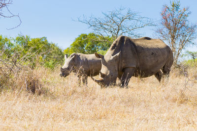 Side view of an animal on landscape