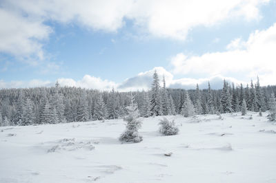 Trees on snow covered landscape against sky