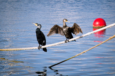 Birds in a lake