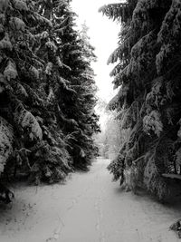 Trees along snow covered land