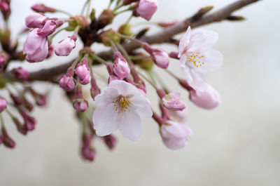Close-up of white flowers blooming in park