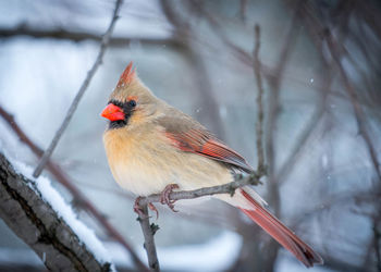 Close-up of bird perching on snow