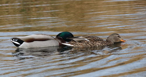 Ducks swimming in lake