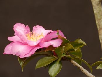 Close-up of pink flower blooming outdoors