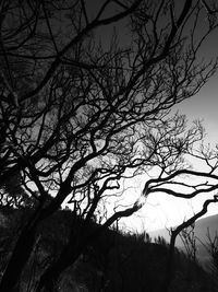 Low angle view of bare tree against sky