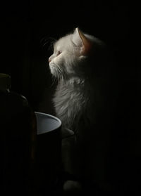 Close-up of a cat over black background