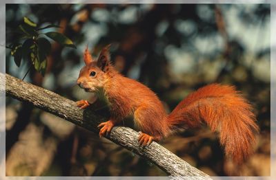 Close-up of squirrel on tree