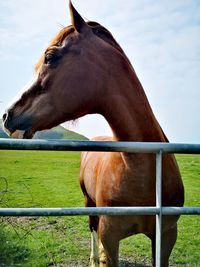 Horse standing in ranch