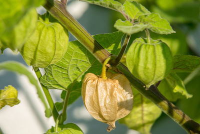 Close-up of fruit growing on tree