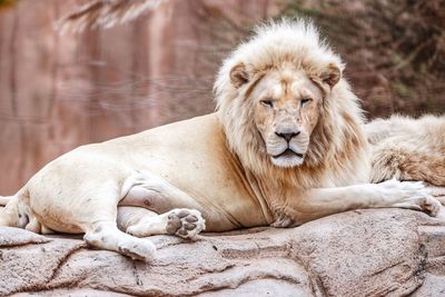 Lion resting in a zoo