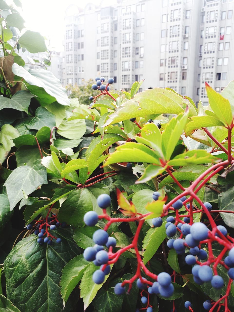 CLOSE-UP OF FRUITS GROWING ON PLANT BY BUILDING