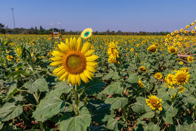 Close-up of sunflower field against sky