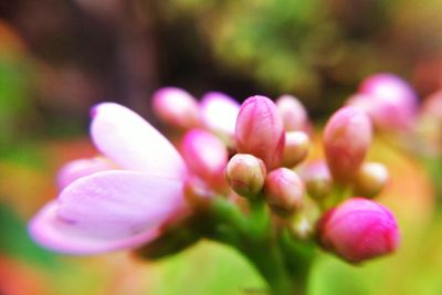 Close-up of pink flower buds