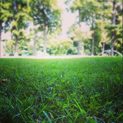 Trees on grassy field