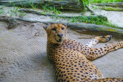 Portrait of lion relaxing outdoors