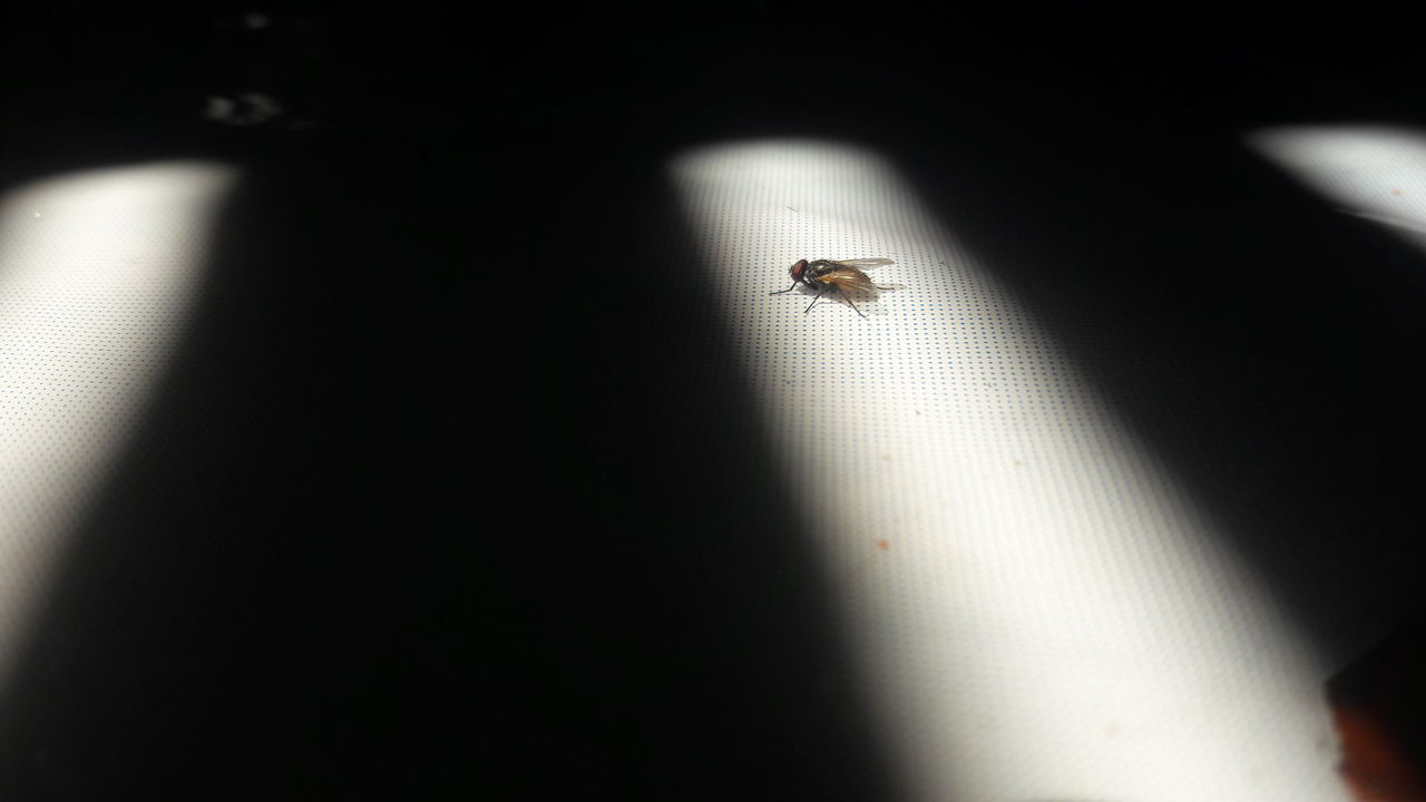 CLOSE-UP OF INSECT ON HUMAN FINGER