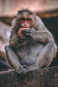 Portrait of monkey eating sitting on outdoors