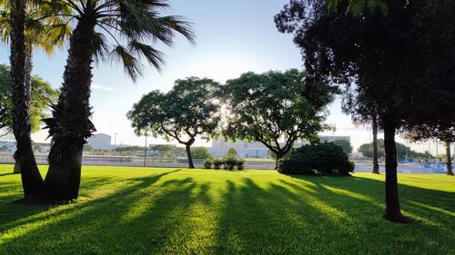 Trees on field against sky