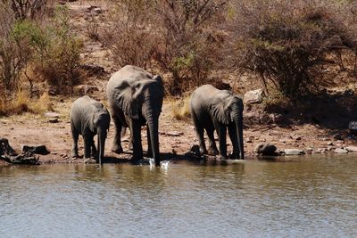 View of elephant drinking water in lake