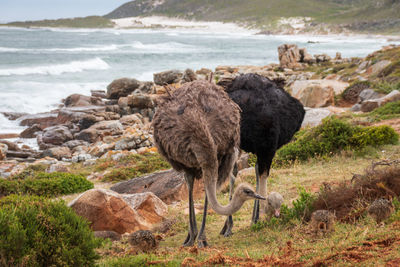 Pair of common ostriches struthio camelus with chicks against atlantic coast in south africa