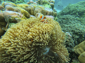 View of coral in sea