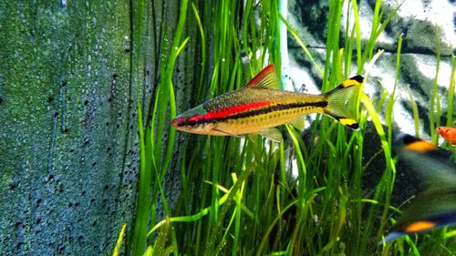 Close-up of fish swimming