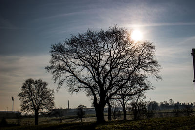 Bare tree against sky during sunset