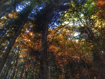 Low angle view of trees against sky