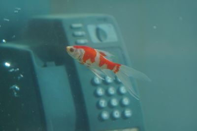 Close-up of fish swimming