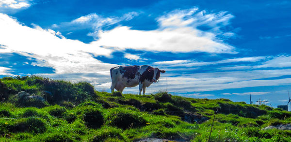 Cow on green landscape against blue sky